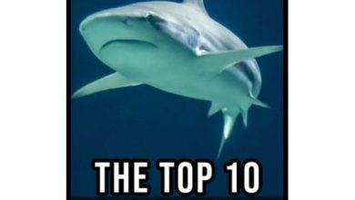 The Top 10 Deadliest Sharks in the World Larry Slawson