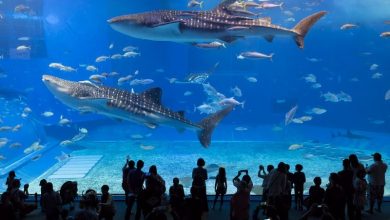 Top 10 Aquariums in the World