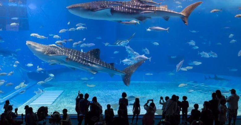 Top 10 Aquariums in the World