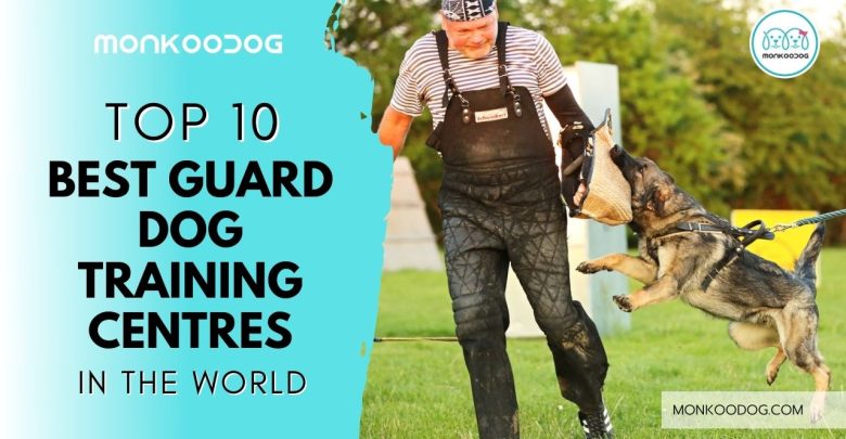 Top 10 Best Dog Trainers in the World