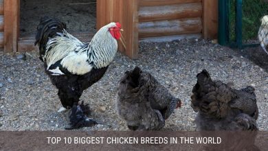 Top 10 Biggest Chicken in the World