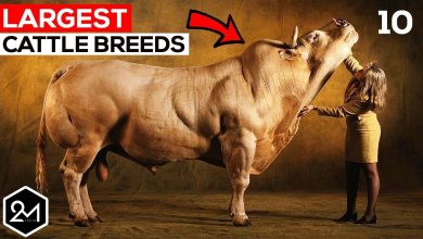 Top 10 Biggest Cow in the World