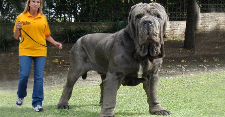 Top 10 Biggest Dogs in the World