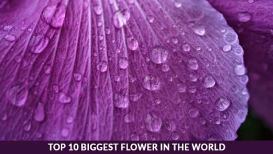 Top 10 Biggest Flower in the World