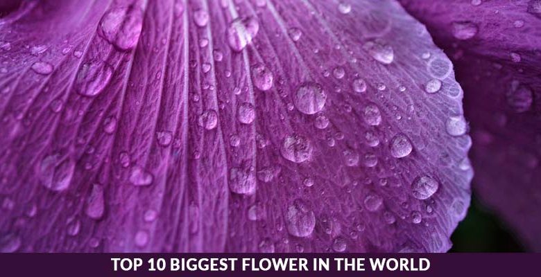 Top 10 Biggest Flower in the World