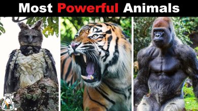 Top 10 Bravest Animal in the World