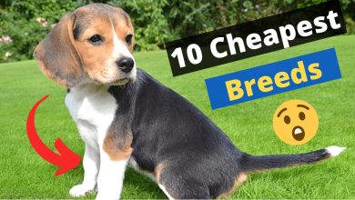 Top 10 Cheapest Dog in the World