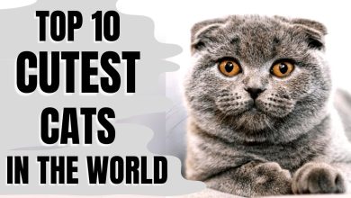 Top 10 Cutest Cats in the World