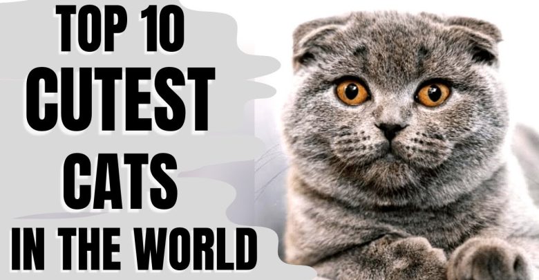 Top 10 Cutest Cats in the World