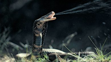 Top 10 Deadliest Snakes in the World