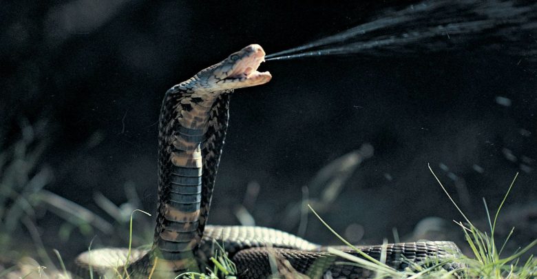 Top 10 Deadliest Snakes in the World