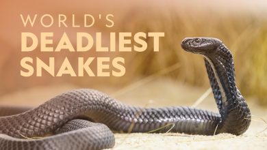 Top 10 Deadliest Snakes in the World National Geographic