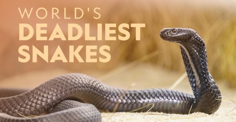 Top 10 Deadliest Snakes in the World National Geographic