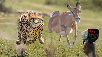 Top 10 Fastest Animal in the World