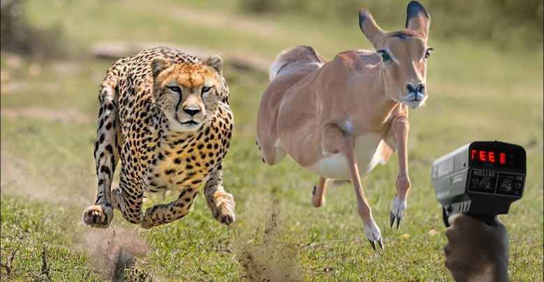 Top 10 Fastest Animal in the World