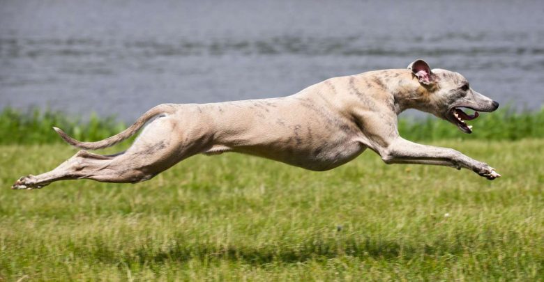 Top 10 Fastest Dog in the World