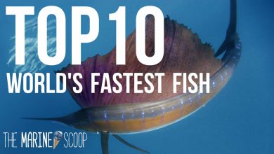 Top 10 Fastest Fish in the World