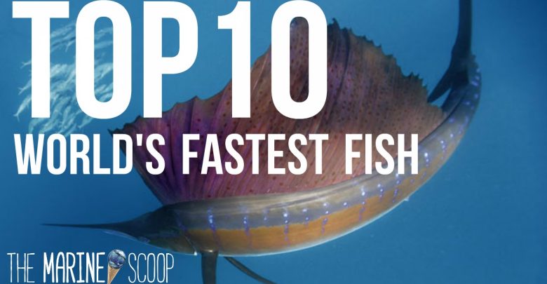 Top 10 Fastest Fish in the World