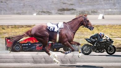 Top 10 Fastest Horse in the World