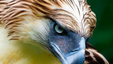 Top 10 Largest Eagle in the World