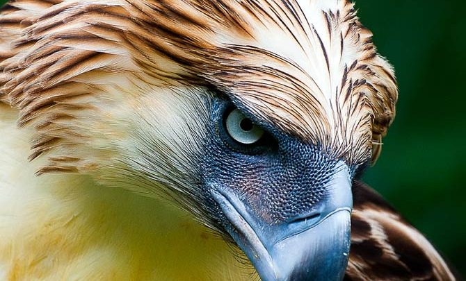 Top 10 Largest Eagle in the World