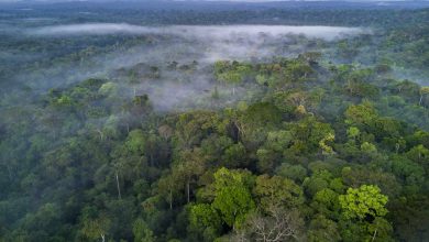 Top 10 Largest Forest in the World