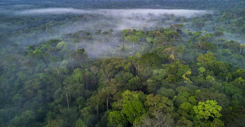 Top 10 Largest Forest in the World