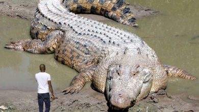 Top 10 Largest Reptile in the World