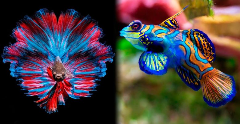 Top 10 Most Beautiful Fish in the World