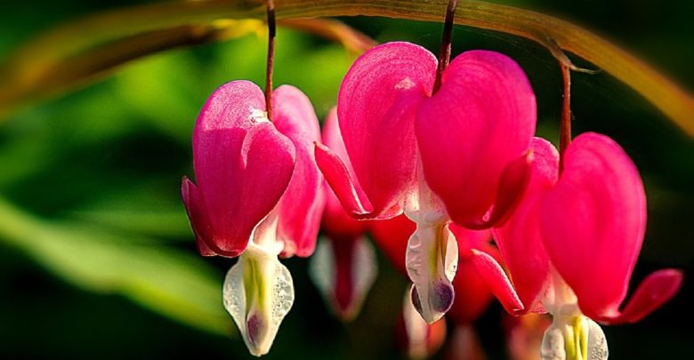 Top 10 Most Beautiful Flowers in the World