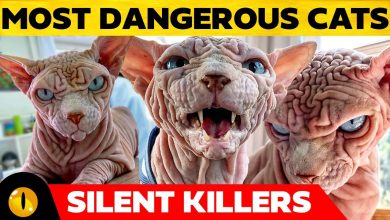 Top 10 Most Dangerous Cats in the World