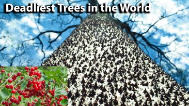 Top 10 Most Dangerous Trees in the World