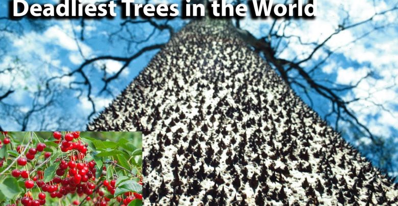 Top 10 Most Dangerous Trees in the World