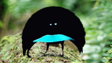 Top 10 Rarest Birds in the World