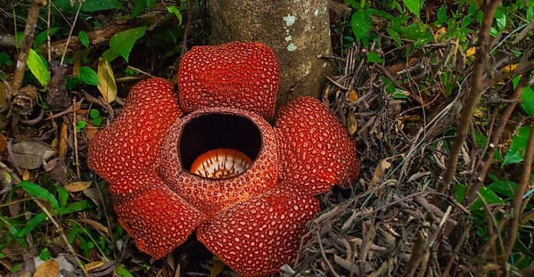 Top 10 Rarest Flowers in the World