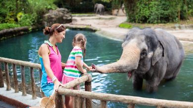 Top 10 Zoos in the World